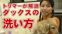 愛犬が大好き 帝塚山ハウンドカム Houndcom公式