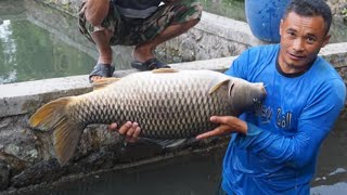 ইন্দোনেশিয়ায় পাকা হাউজে লাখ টাকার কার্ফু মাছ চাষ || Modern Iprs fish Farming Technology
