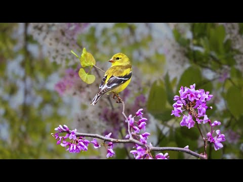 Bird Singing -