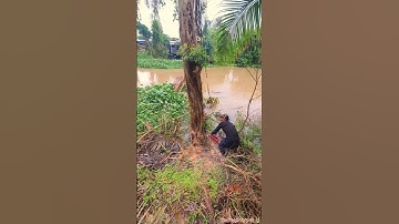 Cưa Bật Gốc Cây Tràm Xanh Ngã Bay Sông Vua Vượn Tháp 10 Tập 186