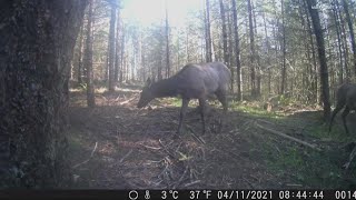 Elk steals wildlife camera in Washington County