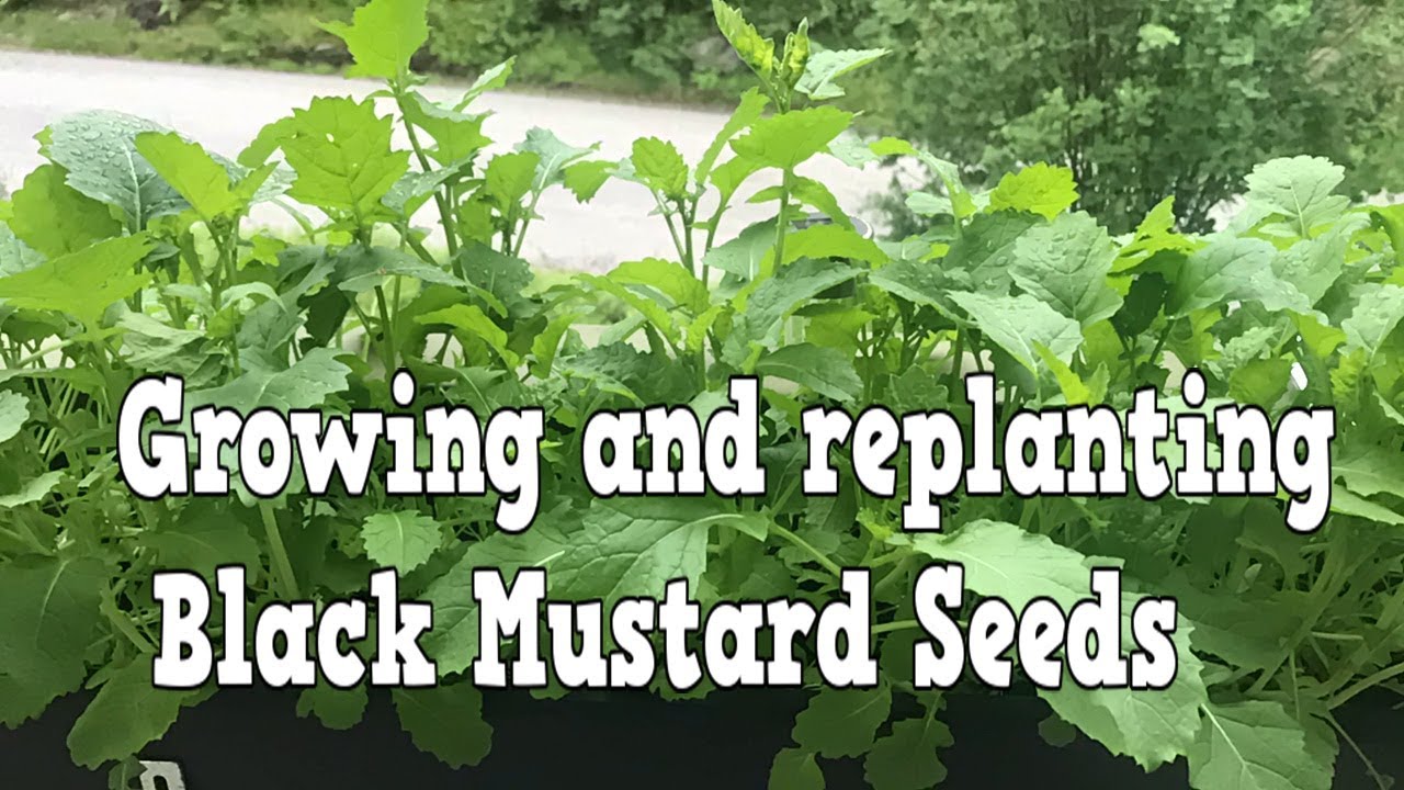 Growing and replanting Black Mustard Seeds YouTube
