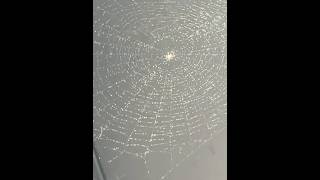 #spiderweb #everythingnature #backyardwildlife #nature #spider #soundsofnature