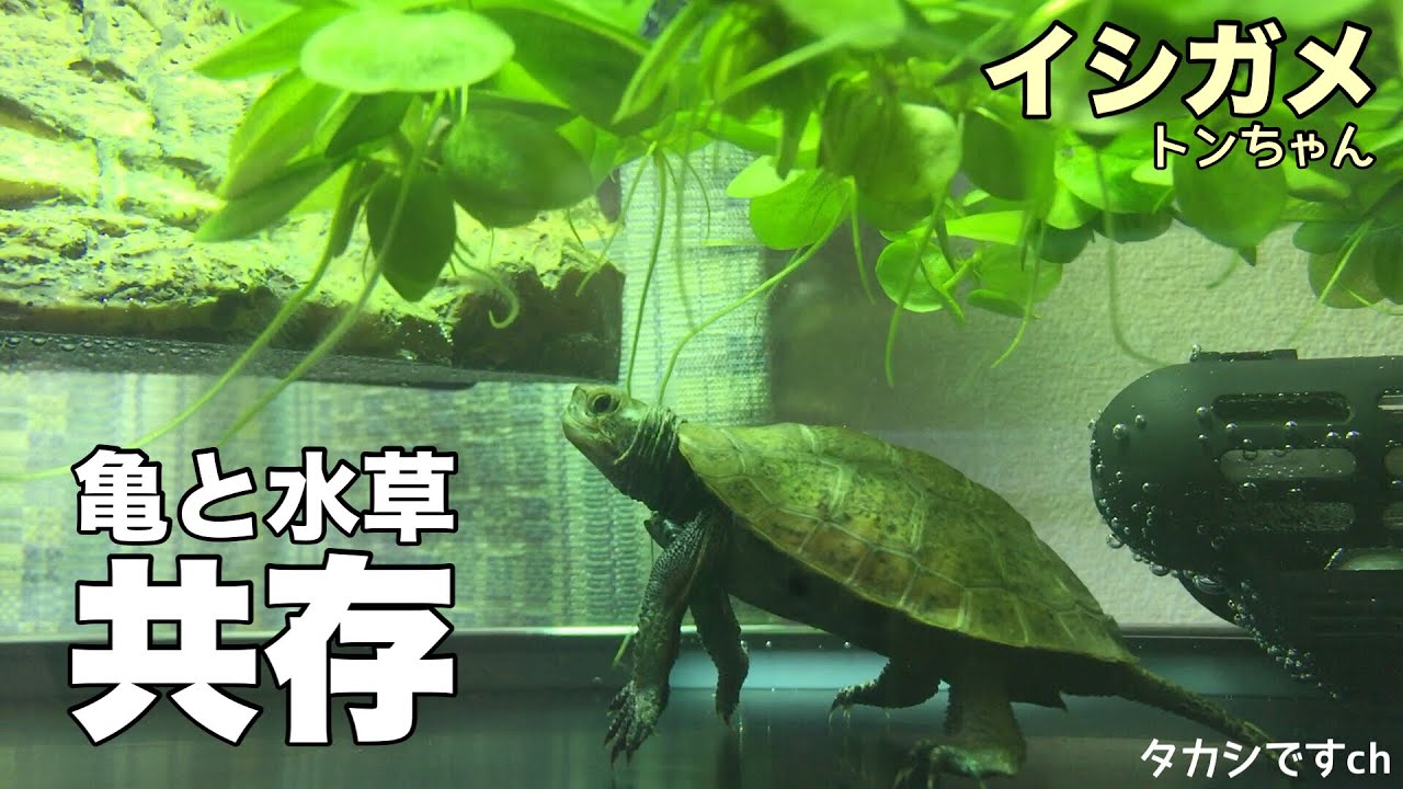 イシガメの子亀は冬の室内水槽で水草と共存できる 亀の飼育 Youtube