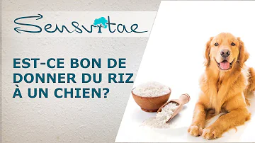 Est-ce que le riz est bon pour les chiens