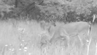 ETS 6 Point Buck