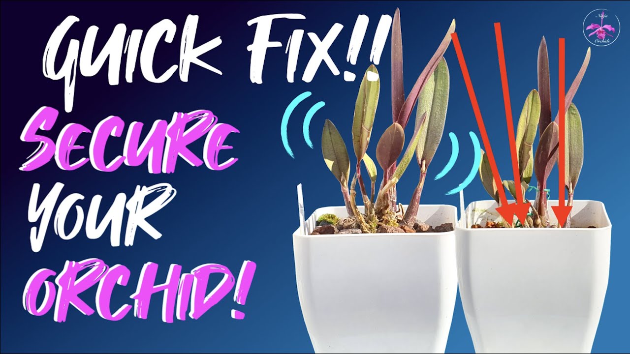 When your #orchid looses roots 😞 & needs to be supported in the pot 💪🏼 #ninjaorchids