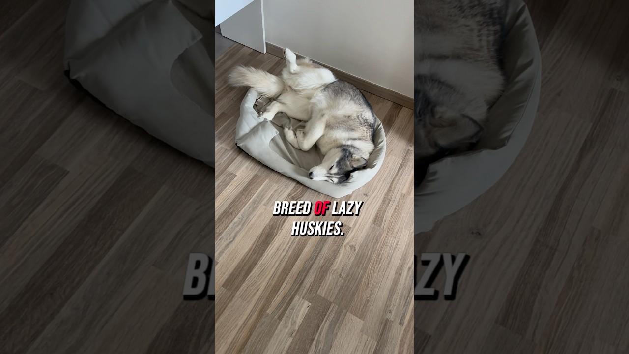 Do Huskies Really Need That Much Exercise? These Two Say ‘Nope’ 