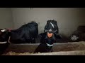 #bull​#cow​#farmlife​#nature​#animallover​#villagevlog​Fun &amp; Engagement​#funnyvideo​#khubsurat​#amaz