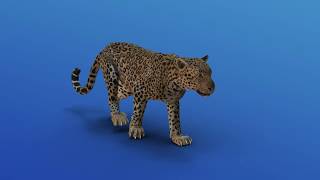 Leopard Walk, Trot, Gallop Cycle (Updated)