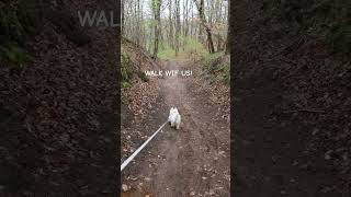 Morning walkies ♡ #westhighlandwhiteterrier #nature #westie #dog