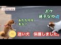 迷い犬を保護しました。／お手柄チャコちゃん