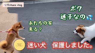 迷い犬を保護しました。お手柄チャコちゃん