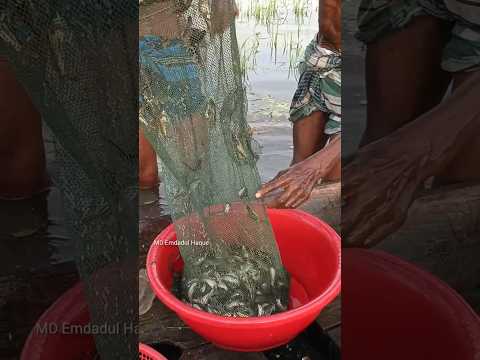 China Jal Shorts Fish Foryou Shortsfeed