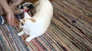 Lydia- Friendly, Adoptable Cat At A4A