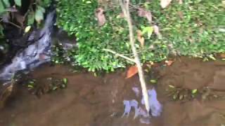 My Visit To A 35-Acre Farm Bonikeh Road, Maryland County Sheamoringatv