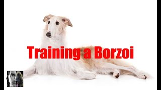 Training a Borzoi  Dog Training Video  ask me anything