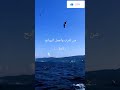 زهرة التوليب شاهد المقطع كامل على حساب انستقرام وفيسبوك   