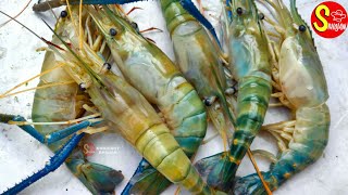 prawn recipes झींगा मछली को साफ़ करने का तरीका chingudi recipe|Jhinga machli|how to clean prawns fish