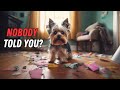 8 Things NO ONE Tells You About Owning A Yorkie 