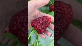 Огромные клубники   Strawberry           #strawberry #strawberries #fruit #fruits #сад #фрукты