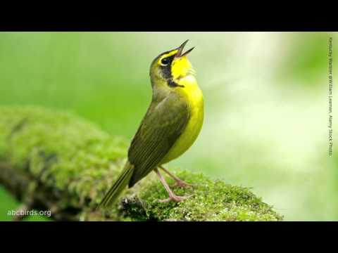 BULBUL SAYRASHI MP3 СКАЧАТЬ БЕСПЛАТНО BULBUL SAYRASHI MP3 СКАЧАТЬ БЕСПЛАТНО