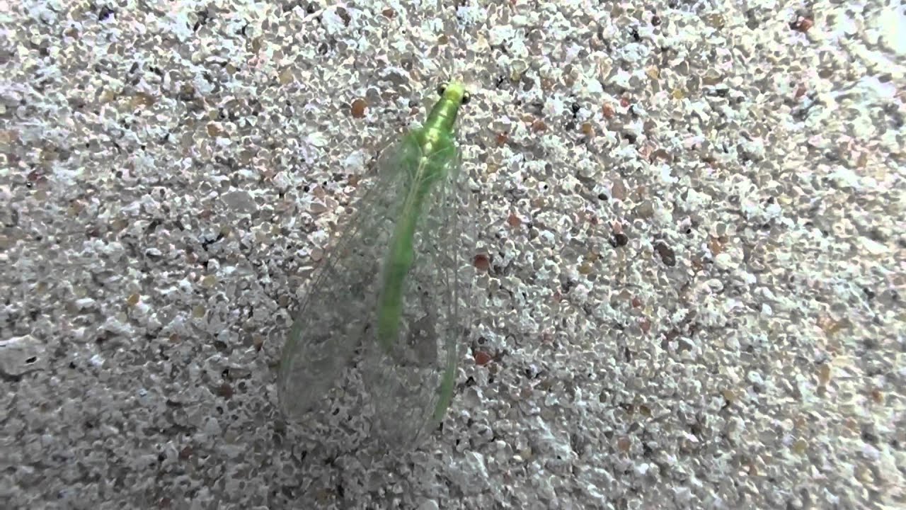 Green Lacewing (Chrysopidae: Chrysoperla) Poisoned