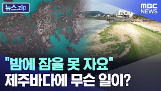 "밤에 잠을 못 자요" 제주 바다에 무슨 일이? [뉴스.zip/MBC뉴스]