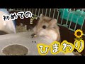 ひまわりの種を初めてあげたロボの反応が可愛い過ぎた