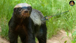 The Crazy Nastyass Honey Badger | Why Honey Badgers Don't Fear Lions | Interesting Animal Facts!