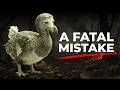 The Dark Truth Behind the Dodo’s Extinction