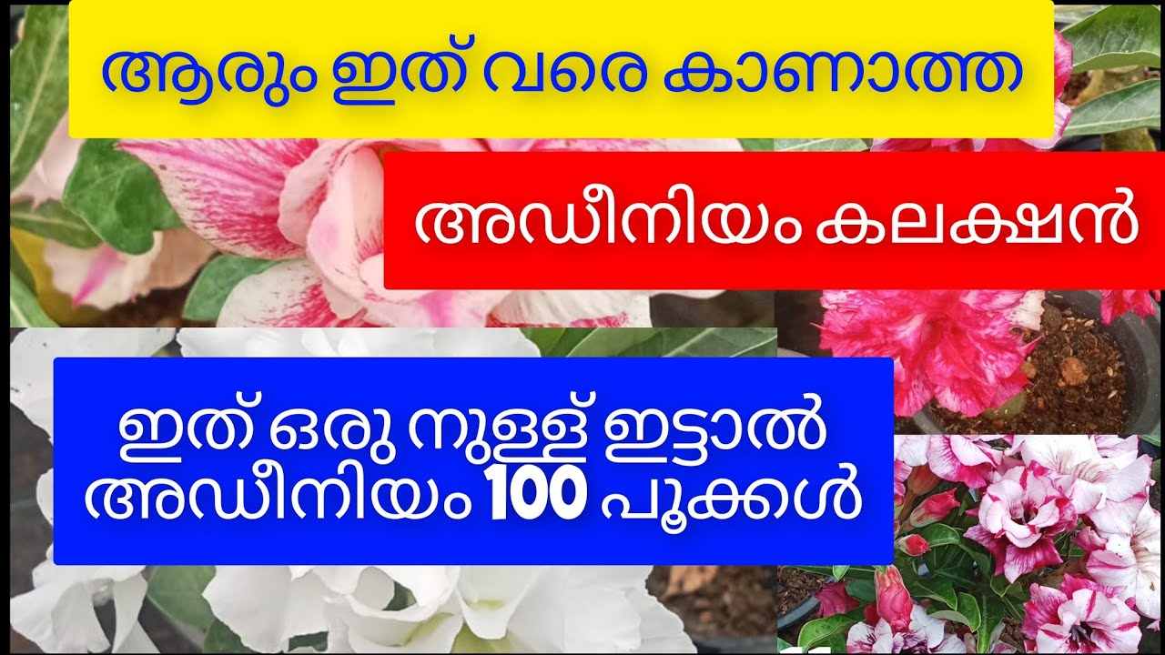Adenium Lovers Must Watch 🌺 | Adenium Sale + Best Fertilizers | Malayalam Gardening Video