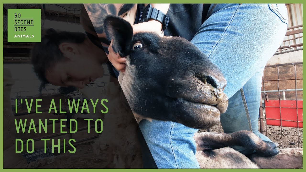 The WifeWife Professional Sheep Shearing Team YouTube