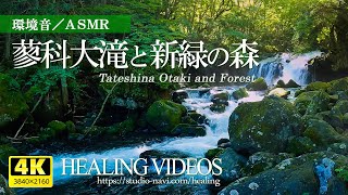 [เสียงสิ่งแวดล้อม] จุดชมวิวในญี่ปุ่น / Tateshina Otaki และป่าเขียวสด / เสียงน้ำตกและนกร้อง / Healing
