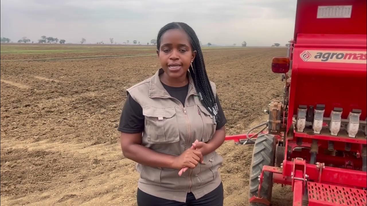 How the soya bean season started in November 2022 Danchi farm Mazowe