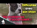 Difficultés avec son chien , les problèmes  s'accumulent !