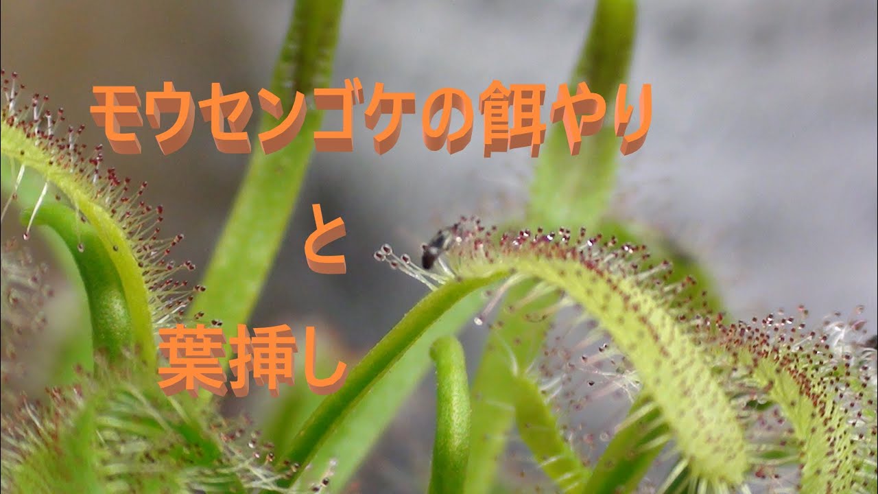 食虫植物モウセンゴケの葉挿しと餌やり Youtube