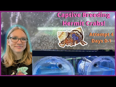 Video: Cum se împerechează crabii pustnici de apă sărată?