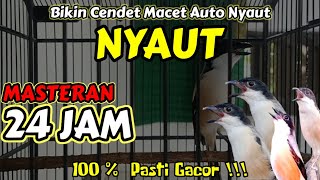 MASTERAN AMPUH MUDAH DITIRU UNTUK BURUNG FIGHTER - 24 JAM NONSTOP‼️ Cendet Gacor