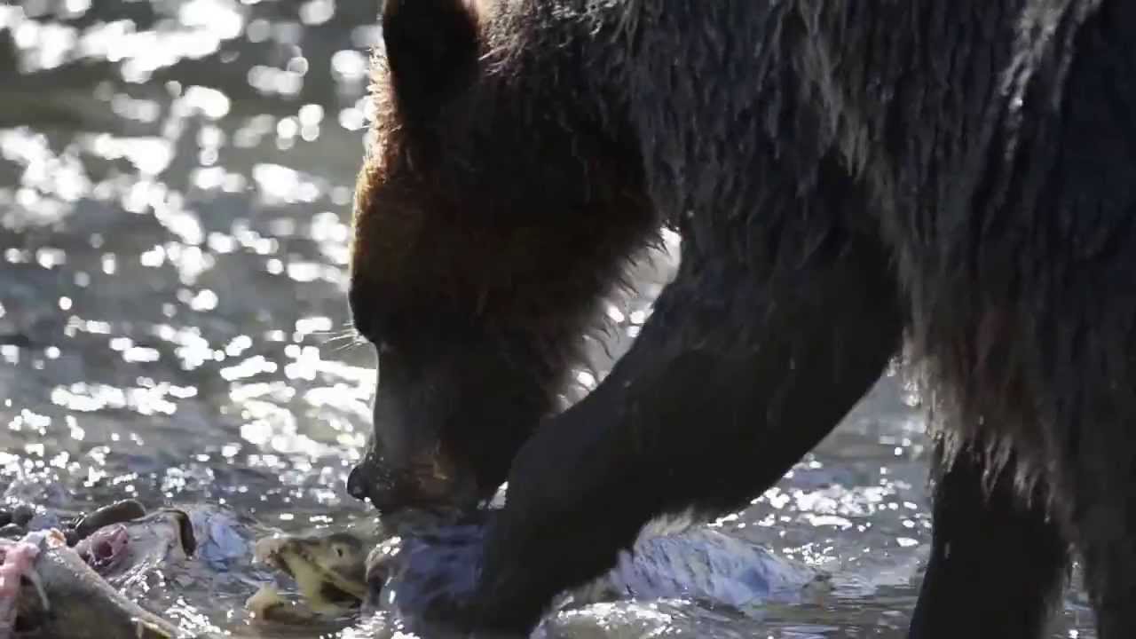 Grizzly Bear Eats Salmon Close Shot Youtube