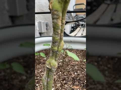 Video: Zdravljenje s paradižnikovimi listnimi plesni: Kako zdraviti listno plesen na rastlinah paradižnika