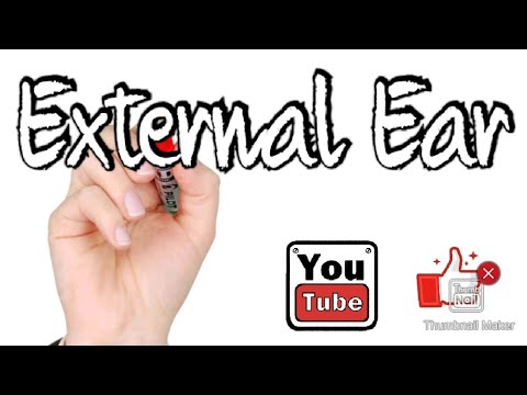 External Ear Anatomy - YouTube