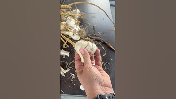 Tips For Storing Your Garlic Harvest #gardening #foodstorage