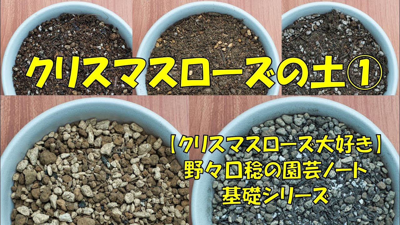 クリスマスローズの土 Youtube