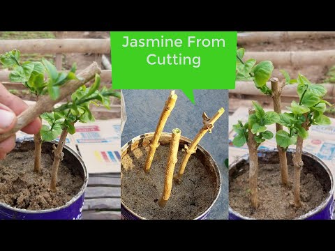 Wow This is The Fastest Way To Grow Jasmine From Cutting