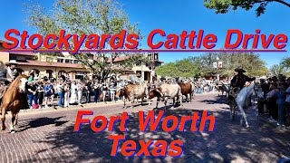 Capturing the Stockyards Cattle Drive: A Glimpse into Cowboy Legacy in Texas