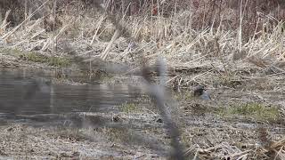 Otter Caught And Eats A Fish