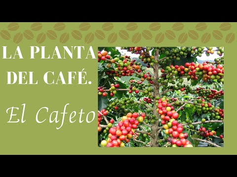 Video: 8 Alternativas De Café A Base De Plantas Que Energizarán Tu Salud