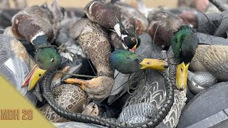 Last week for the Michigan Season: Michigan Duck Hunting.