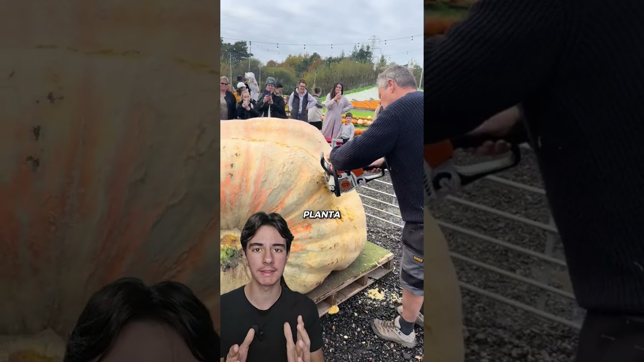 Essa é uma das maiores abóboras do mundo 🎃 E o mais insano é que ela não é montagem nem IA!